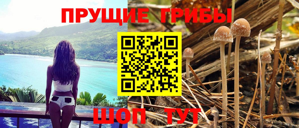 купить  сайты  Псилоцибиновые грибы Psilocybe  Вход с VPN  Псилоцибиновые грибы Cubensis  Мичуринск 